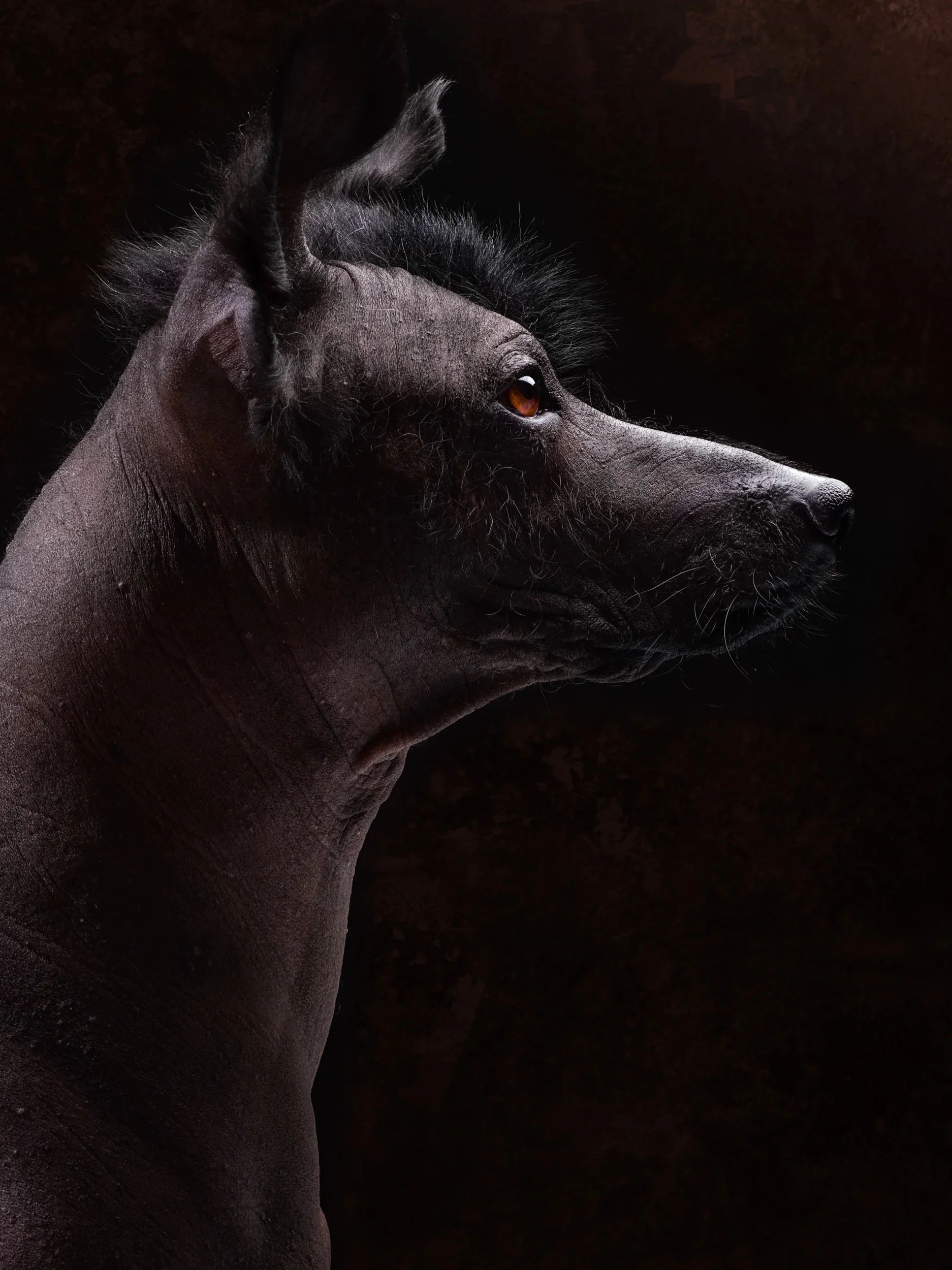Alert profile of a dark-skinned hairless dog with a mohawk.